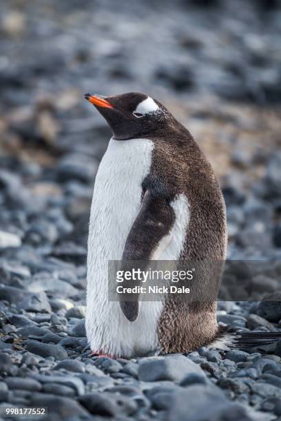 gentoo penguin standing on grey shingle beach - nick chicka stock pictures, royalty-free photos & images