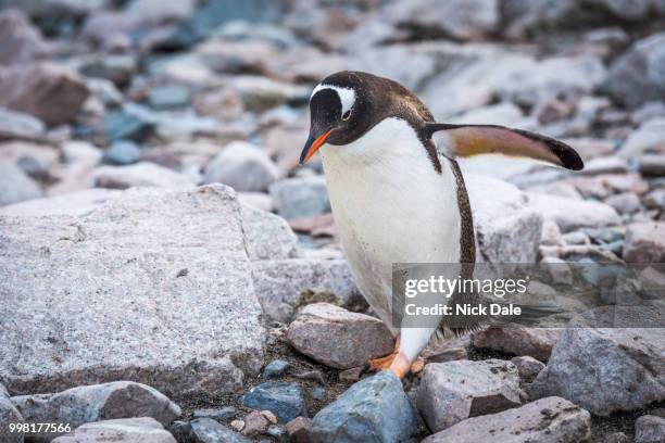 gentoo penguin waddling over rocks on beach - waddling stock pictures, royalty-free photos & images