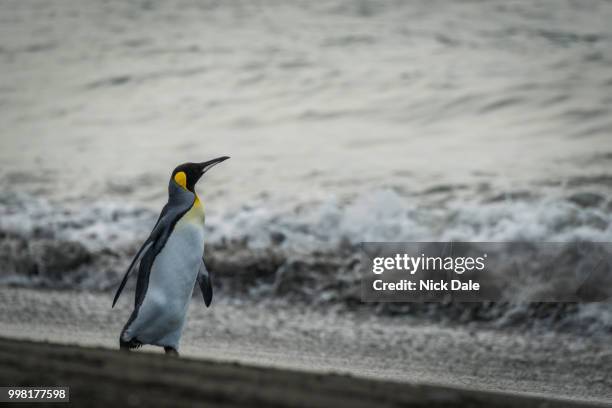 king penguin walking on beach beside surf - nick chicka stock pictures, royalty-free photos & images