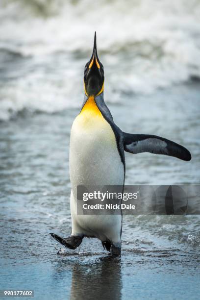 king penguin with head up at waterline - waterline ストックフォトと画像