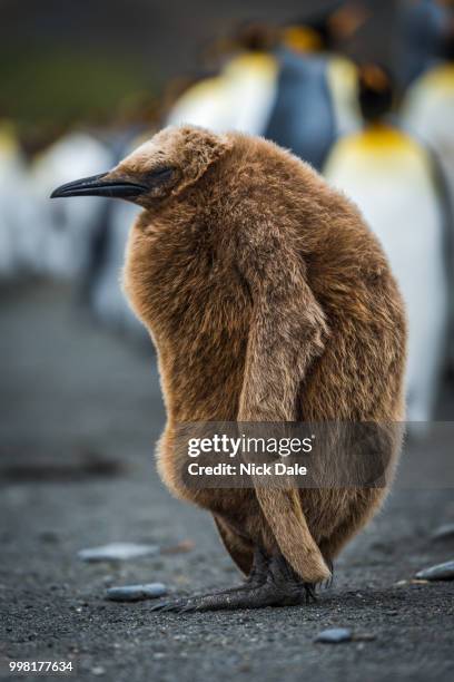 oakum boy king penguin asleep on beach - nick chicka stock pictures, royalty-free photos & images