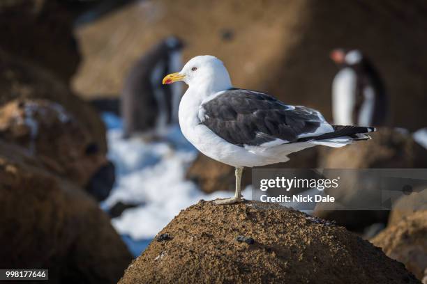 kelp gull perched on rock in sunshine - kelp gull stock pictures, royalty-free photos & images