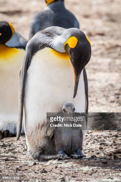 king penguin bending down to grey chick - rookery stockfoto's en -beelden