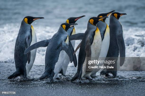 six king penguins rushing towards sea together - sea king stock pictures, royalty-free photos & images