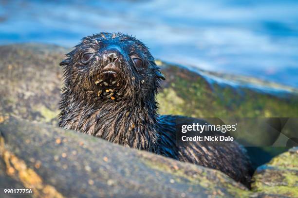 cute antarctic fur seal pup behind rock - antarctic fur seal stock pictures, royalty-free photos & images