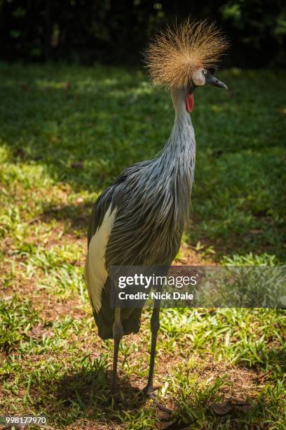 grey crowned crane in dappled sunlit clearing - gru coronata grigia foto e immagini stock