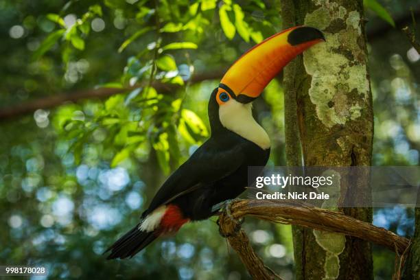 toco toucan on branch lifting up beak - toco toucan stock pictures, royalty-free photos & images