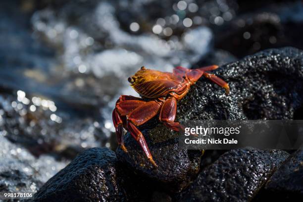 juvenile sally lightfoot crab by rock pool - sally lightfoot crab stock pictures, royalty-free photos & images