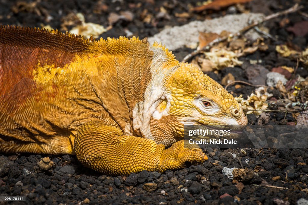 Land iguana lying on black volcanic rocks