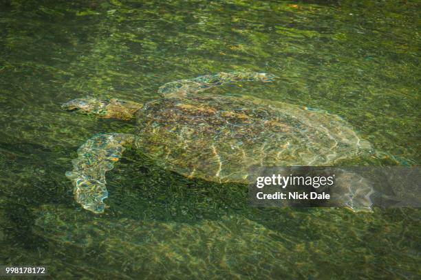 galapagos green turtle swimming in green river - undersea river stock pictures, royalty-free photos & images