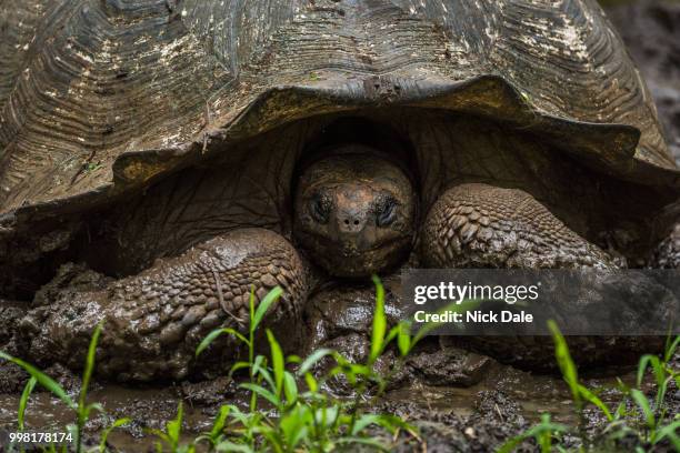 galapagos giant tortoise with head in shell - カミツキガメ ストックフォトと画像