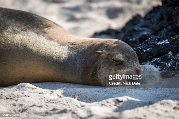 galapagos sea lion asleep on sandy beach - galapagos sea lion stock pictures, royalty-free photos & images