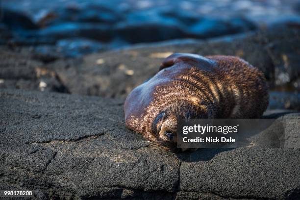 galapagos sea lion asleep on volcanic rock - galapagos sea lion stock pictures, royalty-free photos & images