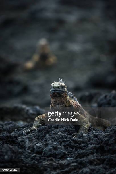 marine iguana on rocks with another behind - squamata stock pictures, royalty-free photos & images