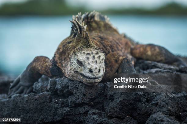 marine iguana on volcanic rocks beside sea - galapagos land iguana bildbanksfoton och bilder
