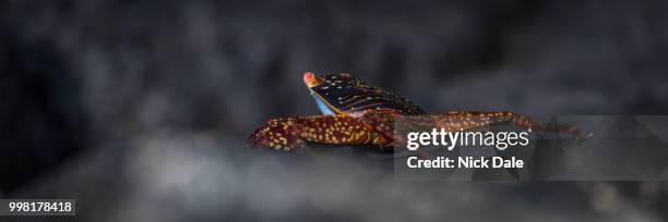 panorama of sally lightfoot crab on rocks - sally lightfoot crab stock pictures, royalty-free photos & images