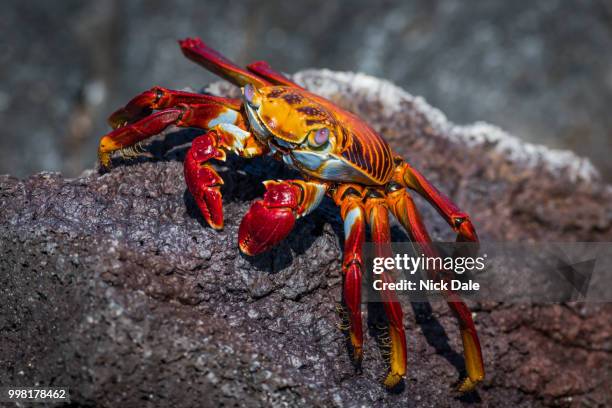 sally lightfoot crab climbing red rocky ridge - sally lightfoot crab stock pictures, royalty-free photos & images