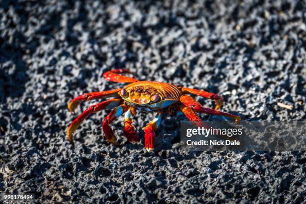 sally lightfoot crab on black volcanic rock - sally lightfoot crab stock pictures, royalty-free photos & images