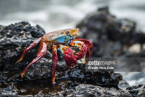 sally lightfoot crab on wet volcanic rocks - sally lightfoot crab stock pictures, royalty-free photos & images