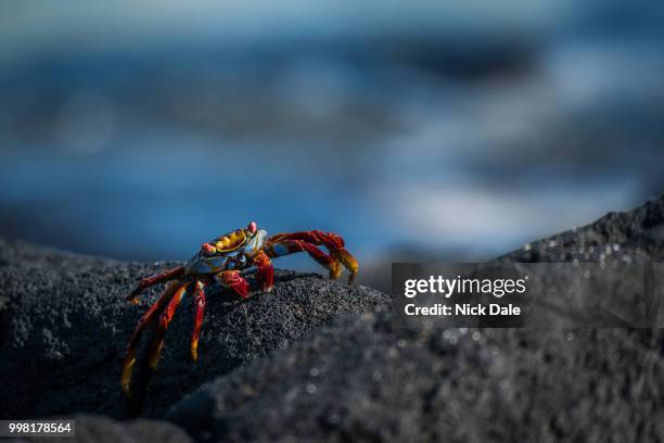 sally lightfoot crab walking along black rock - sally lightfoot crab stock pictures, royalty-free photos & images