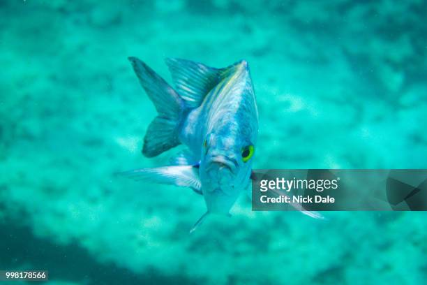 sergeant major fish with an angry frown - sergeant major fish stock pictures, royalty-free photos & images
