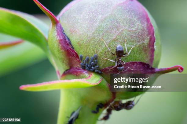 ants and aephids on a paeonia bud - steen stock-fotos und bilder