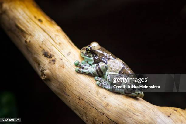 amazonian milk frog sitting on a branch - anura stock pictures, royalty-free photos & images