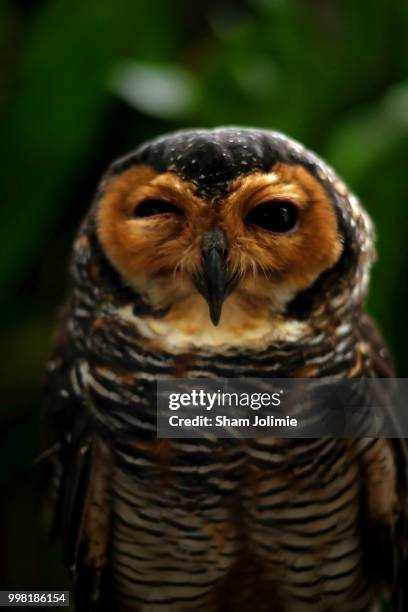 five more minutes... - spotted owl bildbanksfoton och bilder