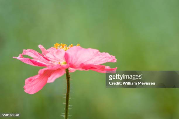 pink on green - william mevissen stock pictures, royalty-free photos & images