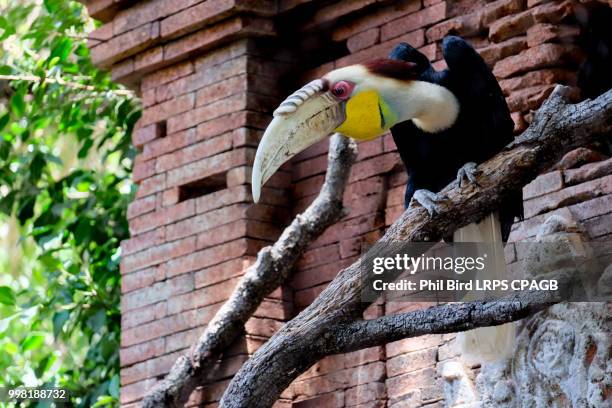 fuengirola, andalucia/spain - july 4 : red-eyed papuan hornbill - fuengirola stockfoto's en -beelden