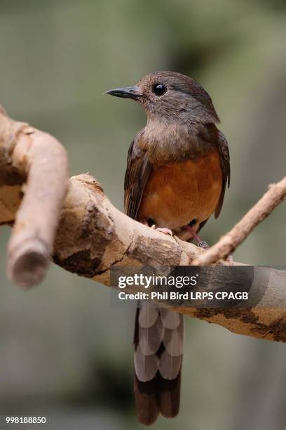 fuengirola, andalucia/spain - july 4 : white-rumped shama (copsy - fuengirola stockfoto's en -beelden