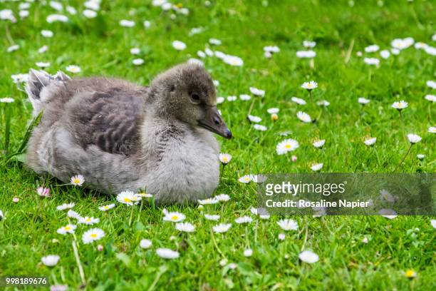 baby canada goose on grass and daisies - magellangans stock-fotos und bilder