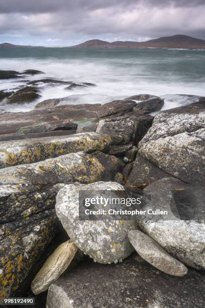 terrapin? - terrapin stock pictures, royalty-free photos & images