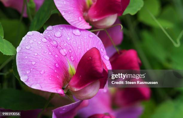 lathyrus tuberosus - steen stock pictures, royalty-free photos & images