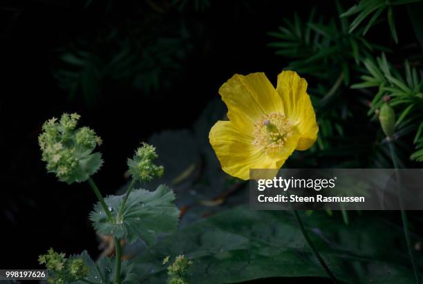 the yellow poppy in the garden - steen stock-fotos und bilder