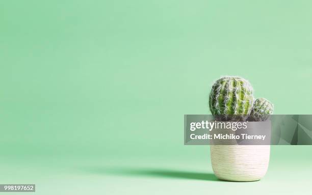 cactus plant on a pastel background - longan stock-fotos und bilder