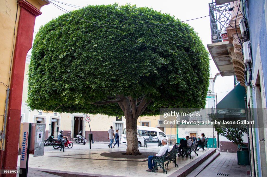 Large circular tree on a street in Guanajuato City, Guanajuato, Mexico.