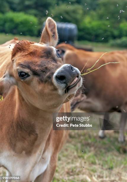 jersey cow - stubbs stock pictures, royalty-free photos & images