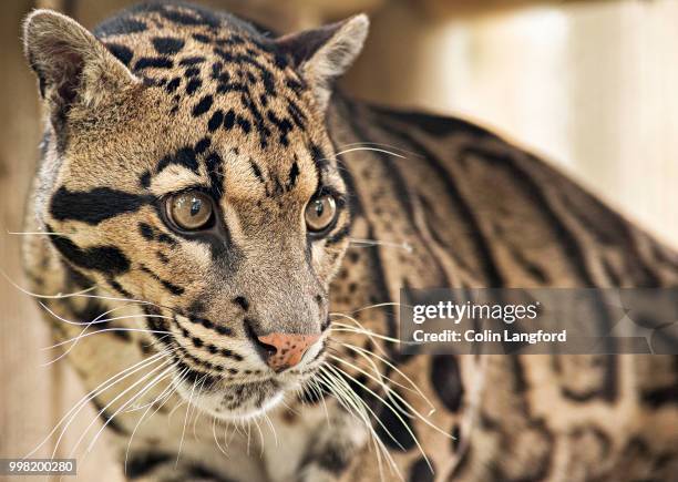 clouded leopard - clouded leopard stock pictures, royalty-free photos & images