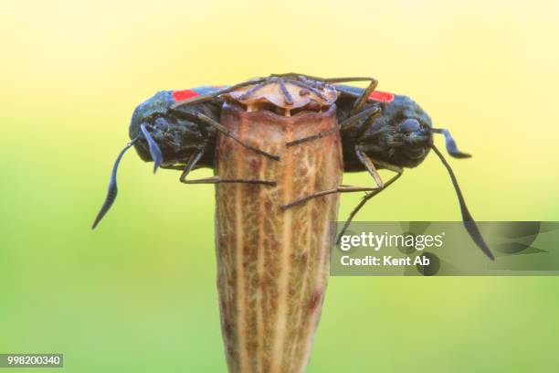 six-spot-burnet moths mating. - mating stock pictures, royalty-free photos & images