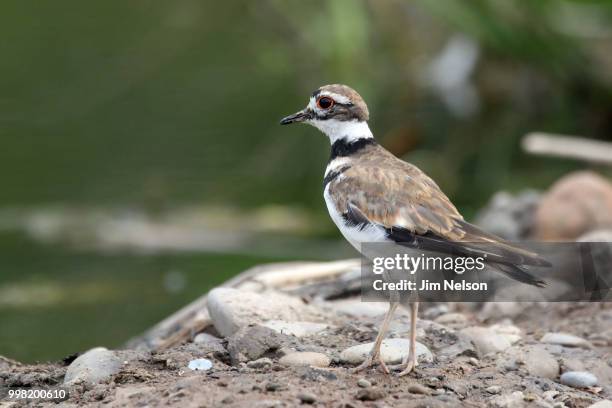 killdeer - killdeer stock pictures, royalty-free photos & images