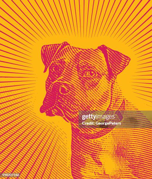 pit bull terrier portrait with sun rays background - strong pitbull stock illustrations
