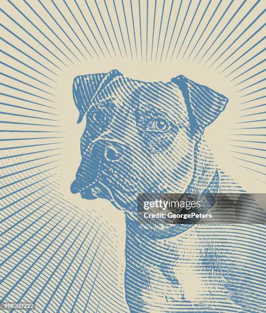 pit bull terrier portrait with sun rays background - strong pitbull stock illustrations