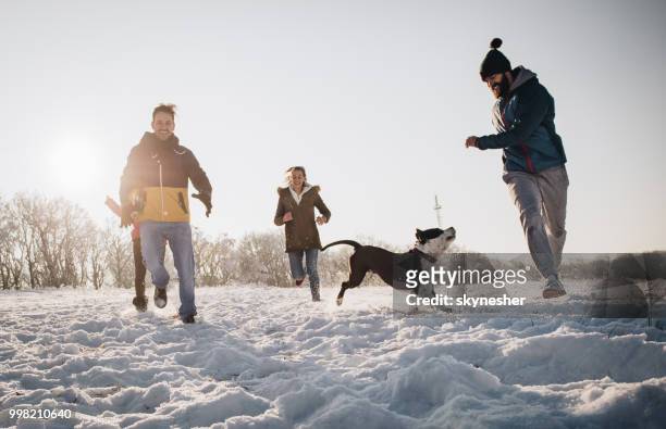verspielte freunde, die spaß beim laufen mit stafford hund auf schnee im park. - skynesher stock-fotos und bilder