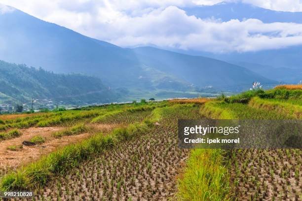 close up image of a rice field in punakha, bhutan. - ipek morel stock pictures, royalty-free photos & images
