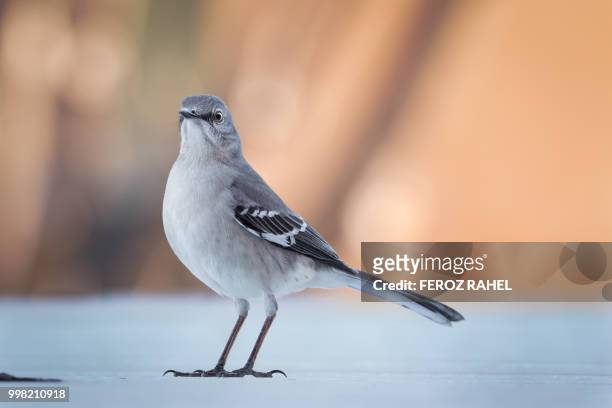 mocking bird from irving - feroz stockfoto's en -beelden