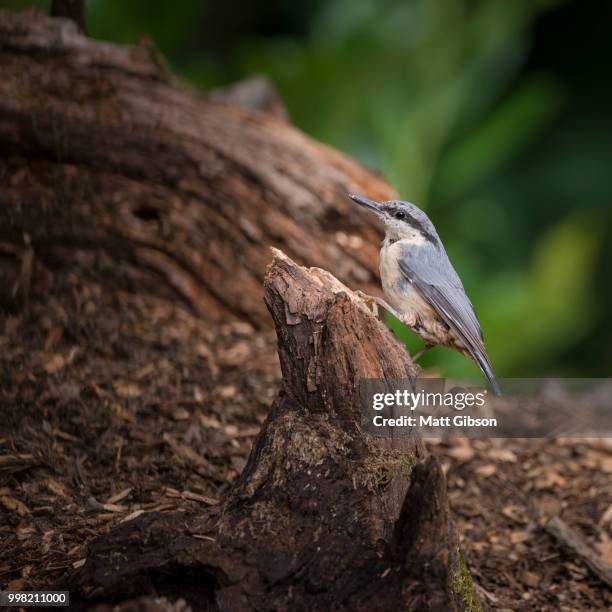 beautiful nuthatch bird sitta sittidae on tree stump in forest l - sitta stock-fotos und bilder