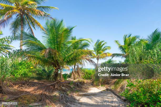 spectacular and impressive paradise beach at the itacare - paradise beach stock pictures, royalty-free photos & images