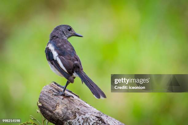 oriental magpie robin - oriental stock pictures, royalty-free photos & images