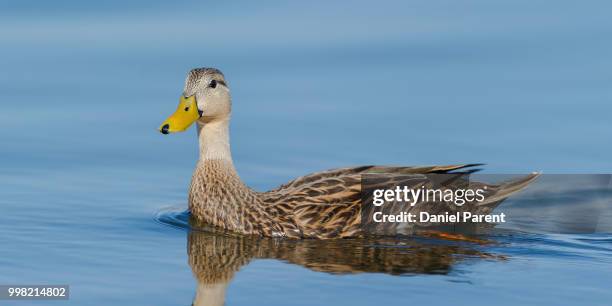 A Mottled Duck High-Res Stock Photo